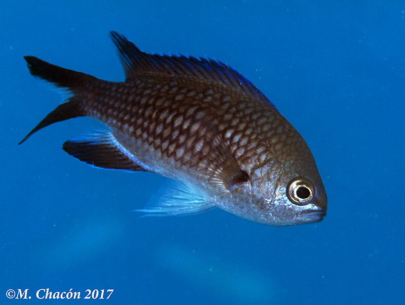 Mediterranean Damselfish