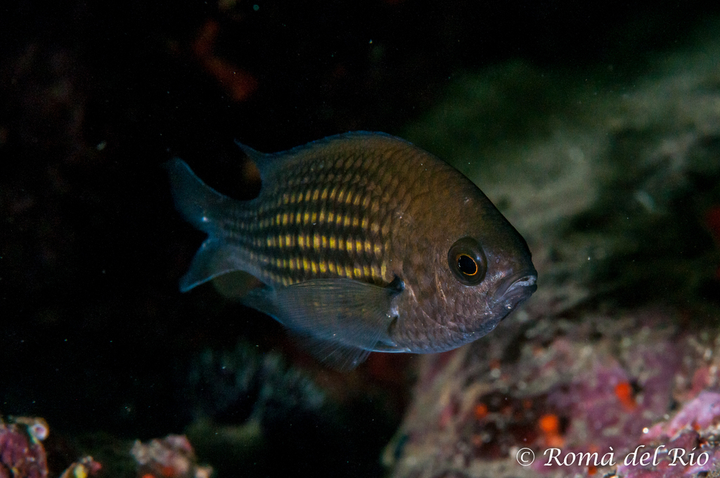 Mediterranean Damselfish
