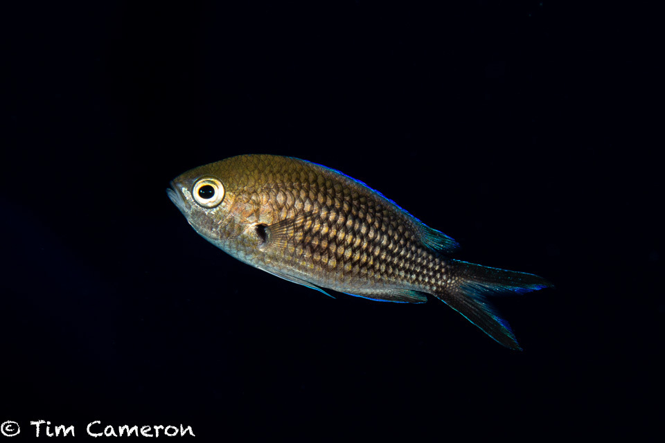 Mediterranean Damselfish