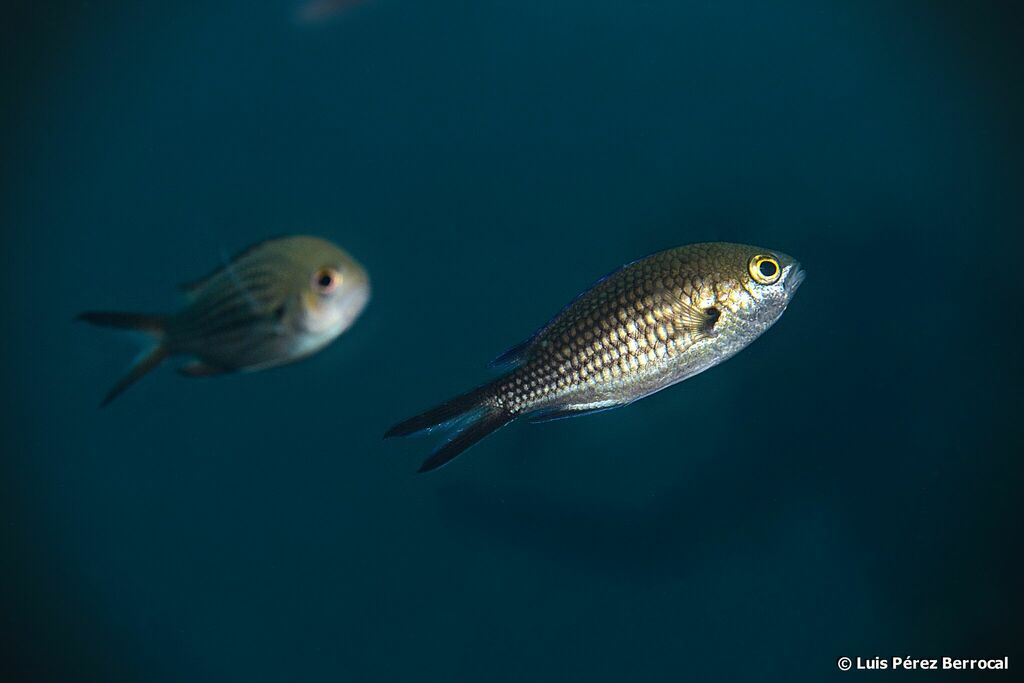 Mediterranean Damselfish