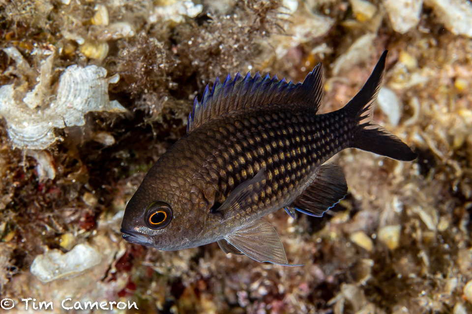 Mediterranean Damselfish
