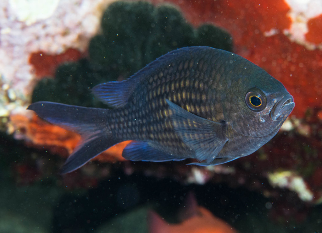 Mediterranean Damselfish