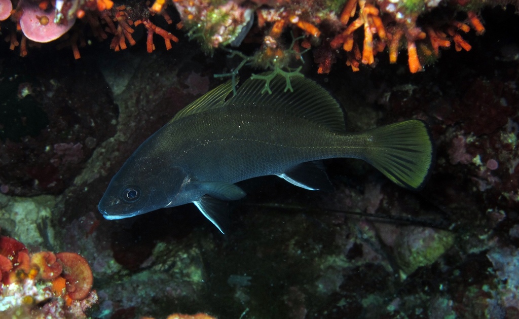 Brown Meagre