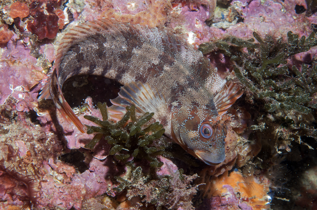 Tompot Blenny