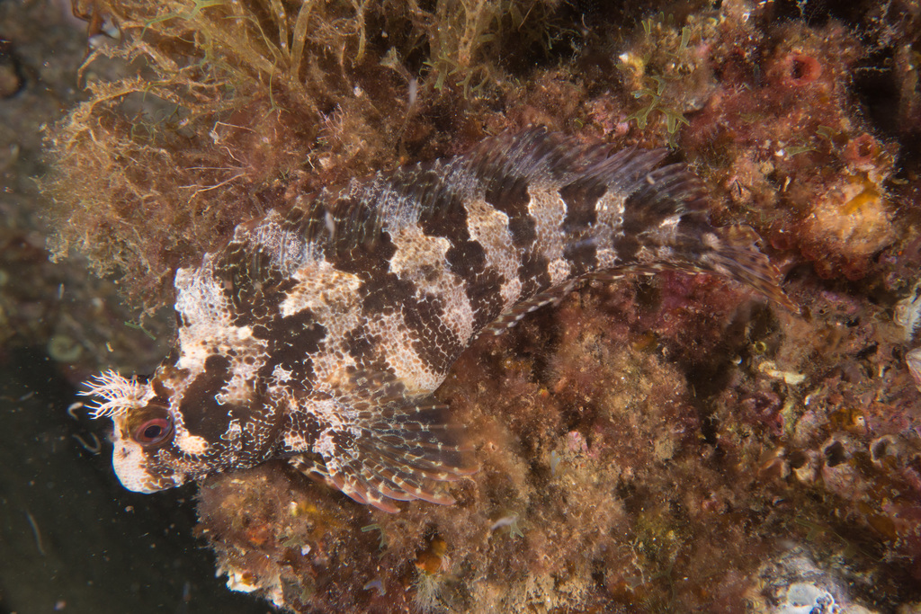 Tompot Blenny