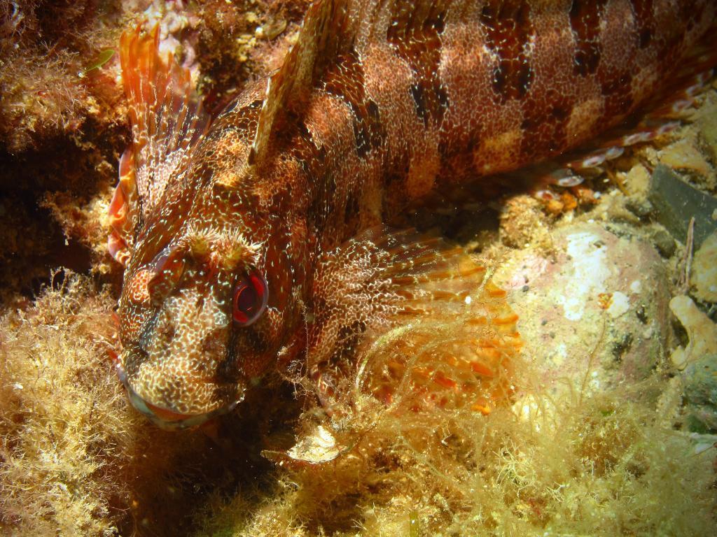 Tompot Blenny