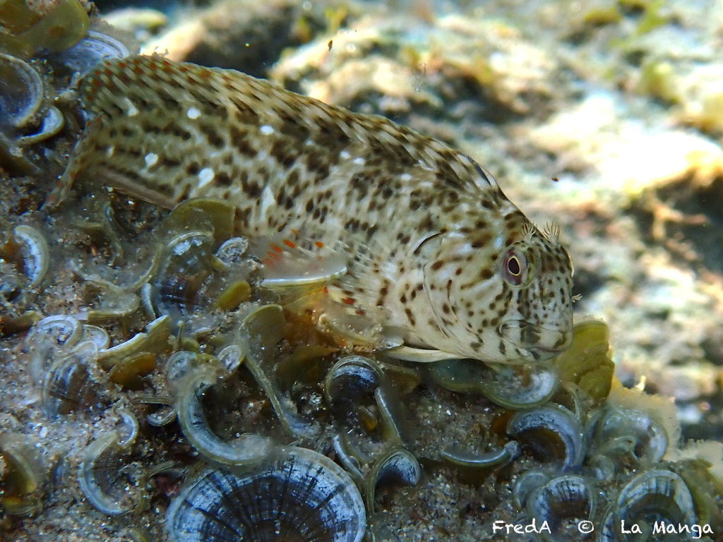 Rusty Blenny