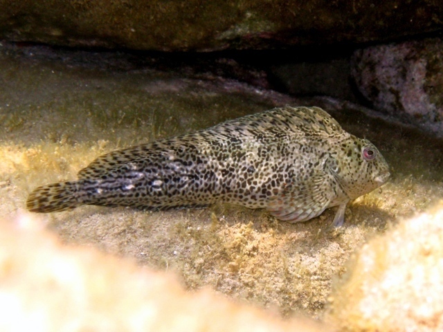 Rusty Blenny