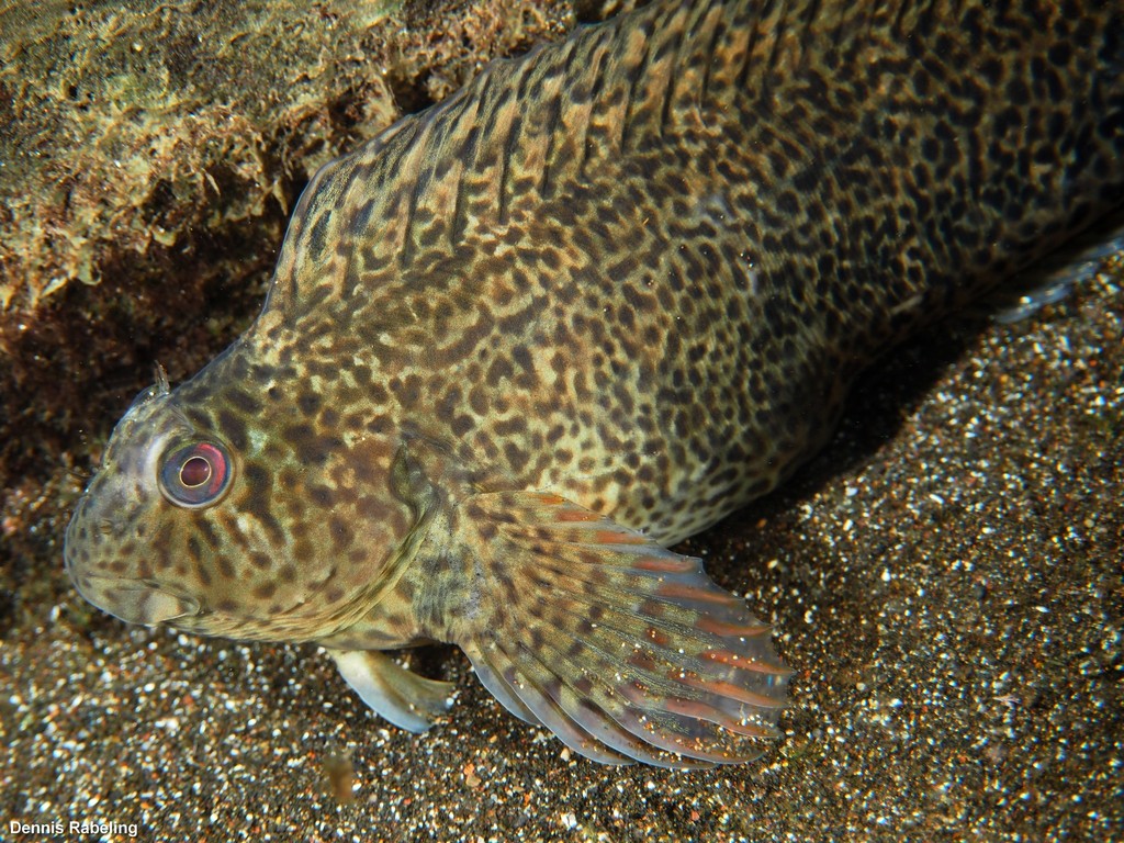 Rusty Blenny