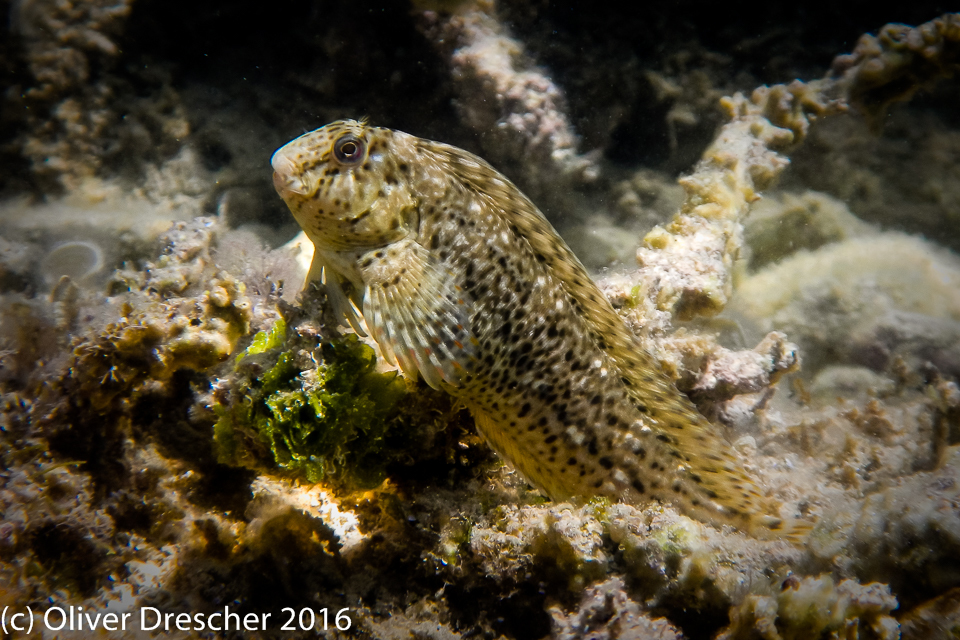 Rusty Blenny