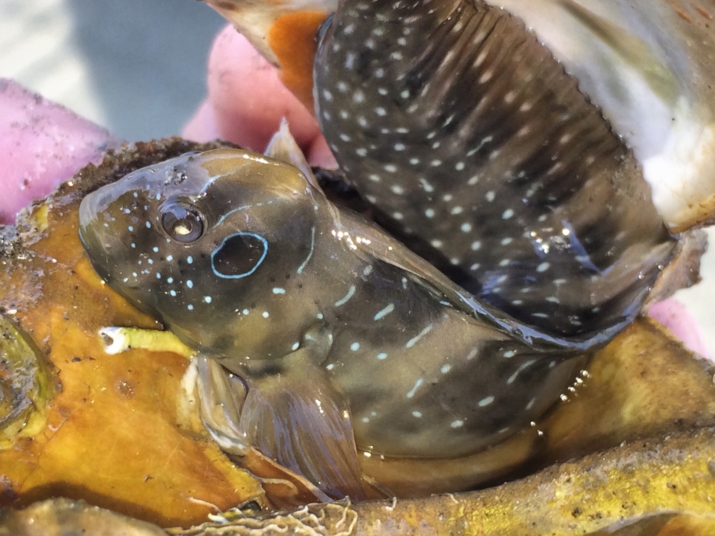 Peacock Blenny