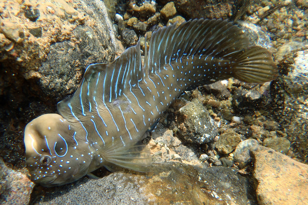 Peacock Blenny
