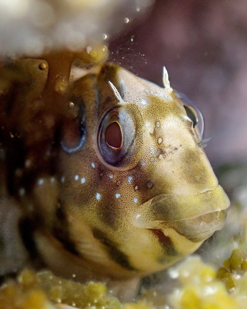 Peacock Blenny