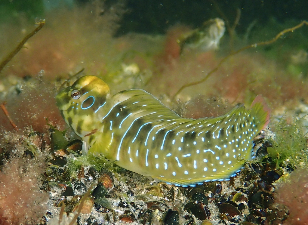 Peacock Blenny