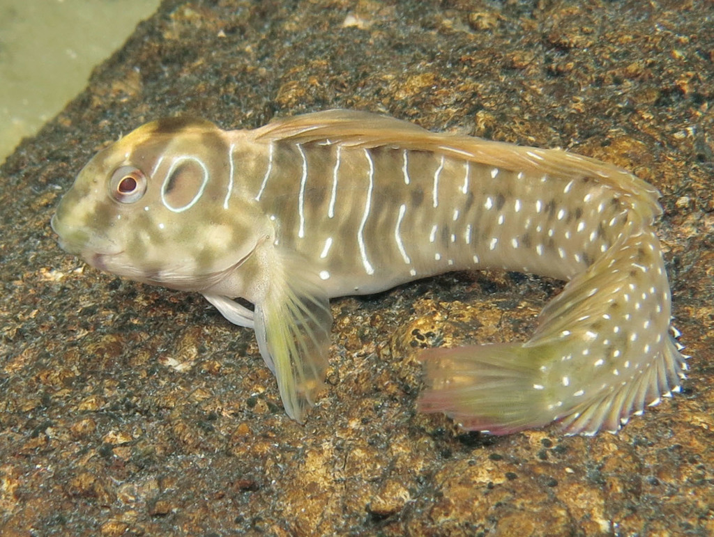 Peacock Blenny