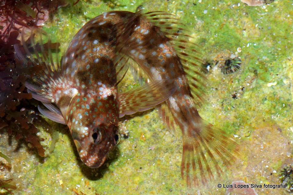 Montagu's Blenny