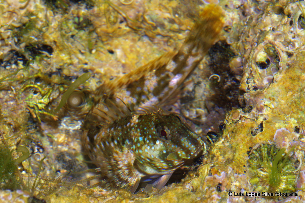 Montagu's Blenny