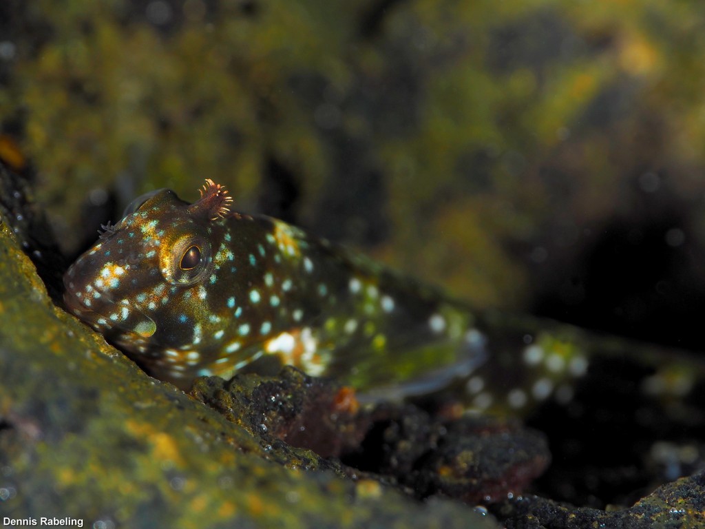 Montagu's Blenny