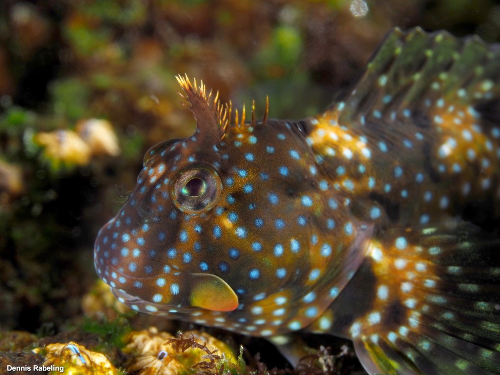 Montagu's Blenny