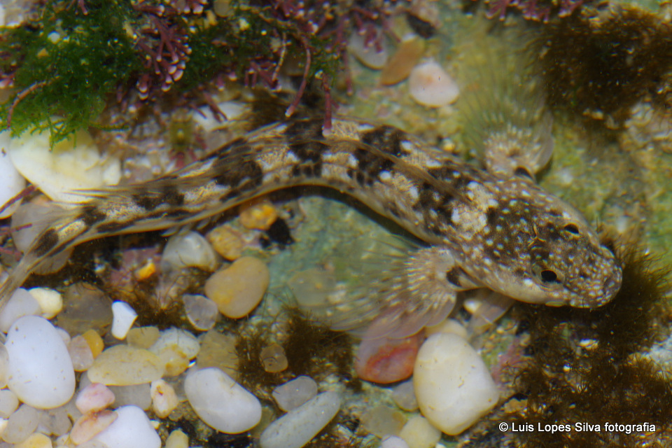 Montagu's Blenny