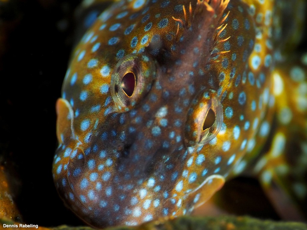 Montagu's Blenny