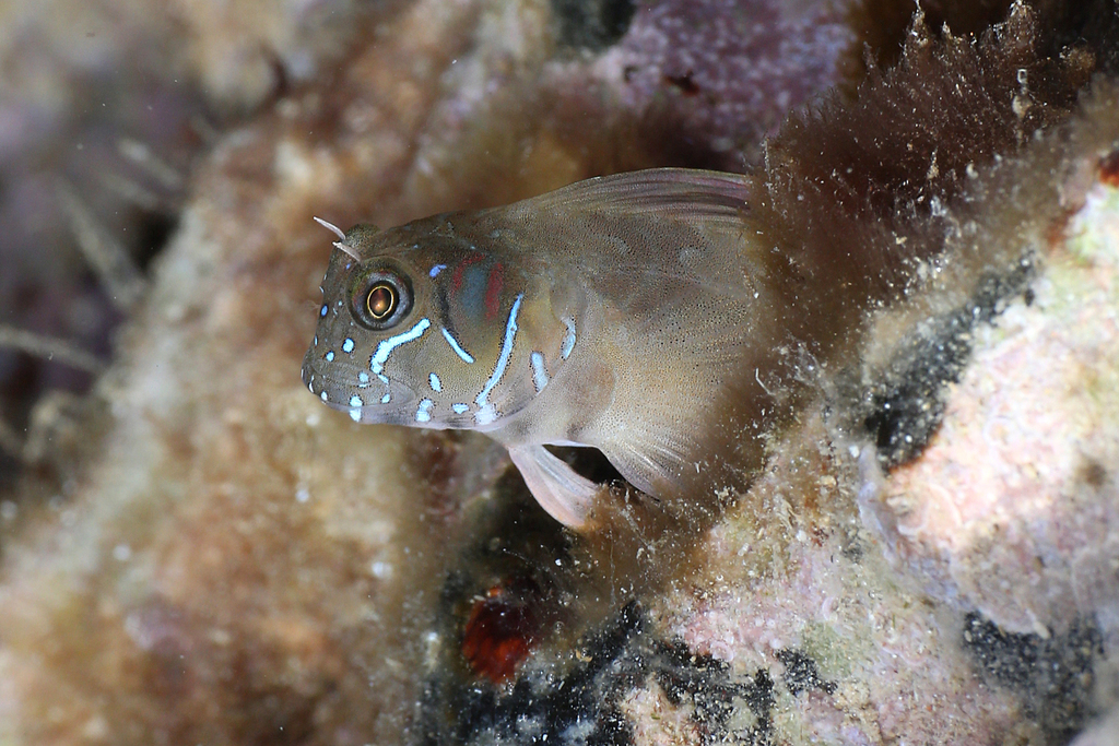 Sphinx Blenny