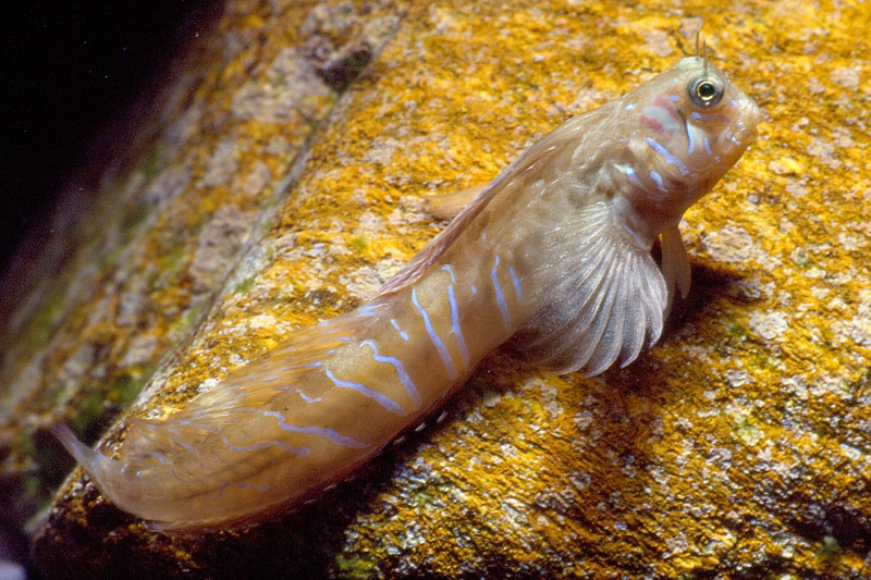 Sphinx Blenny