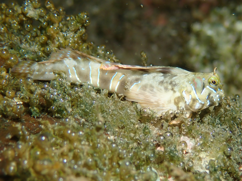 Sphinx Blenny