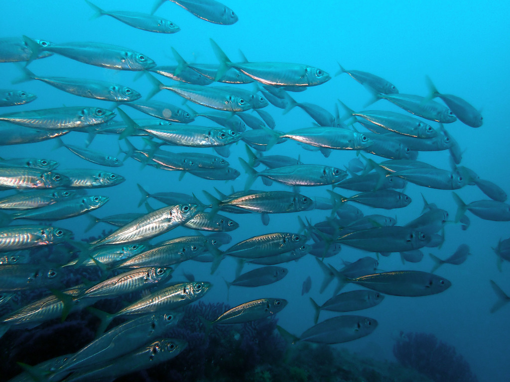 Mediterranean Horse Mackerel