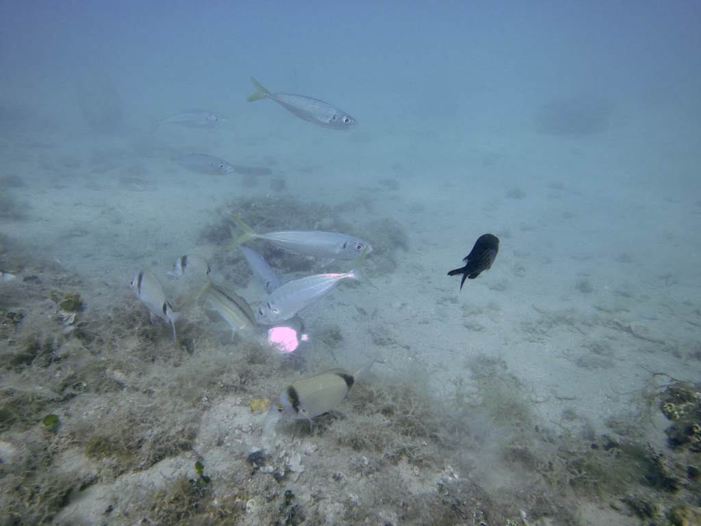 Mediterranean Horse Mackerel