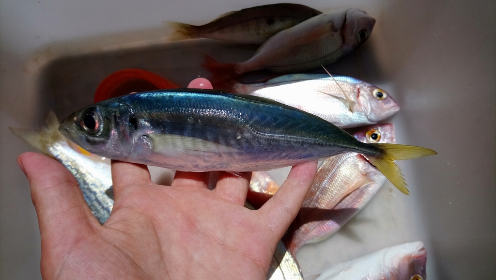 Mediterranean Horse Mackerel