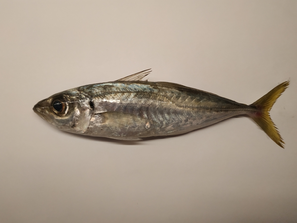 Mediterranean Horse Mackerel
