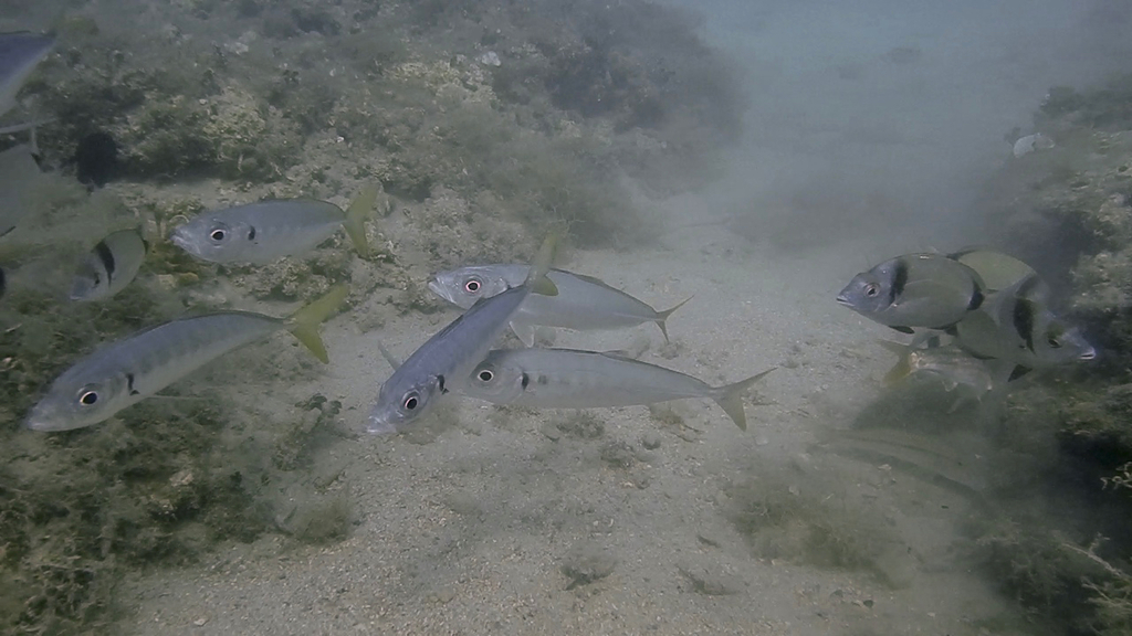 Mediterranean Horse Mackerel