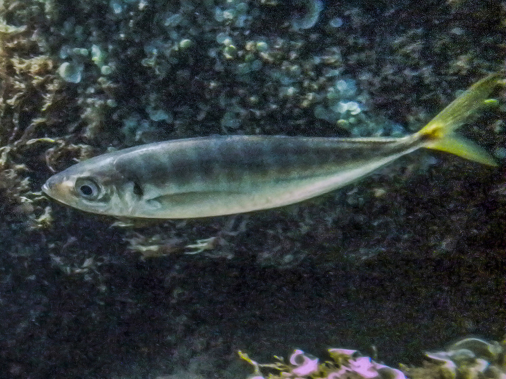 Mediterranean Horse Mackerel