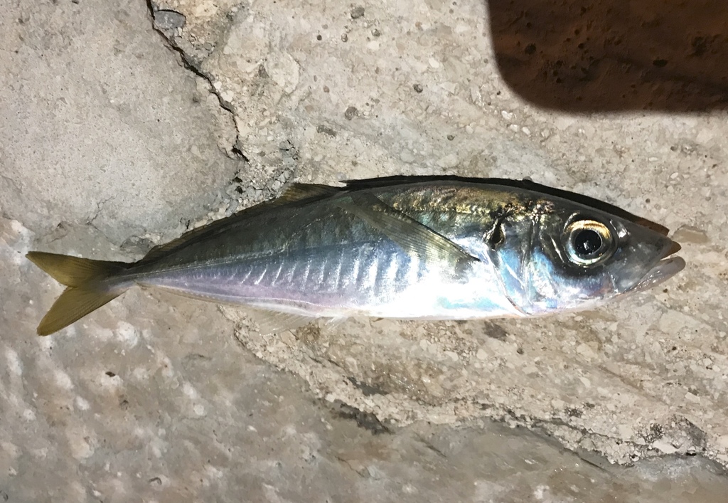 Mediterranean Horse Mackerel