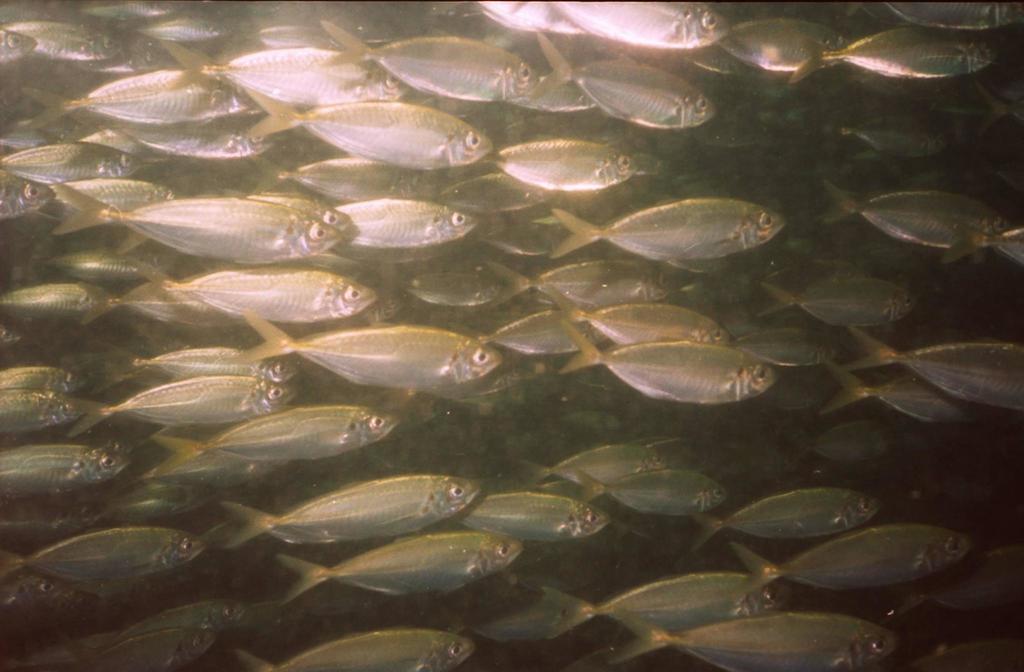 Atlantic Horse Mackerel