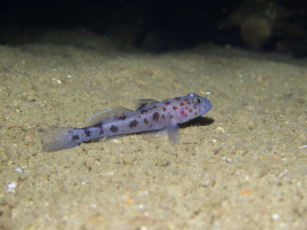 Leopard-spotted Goby