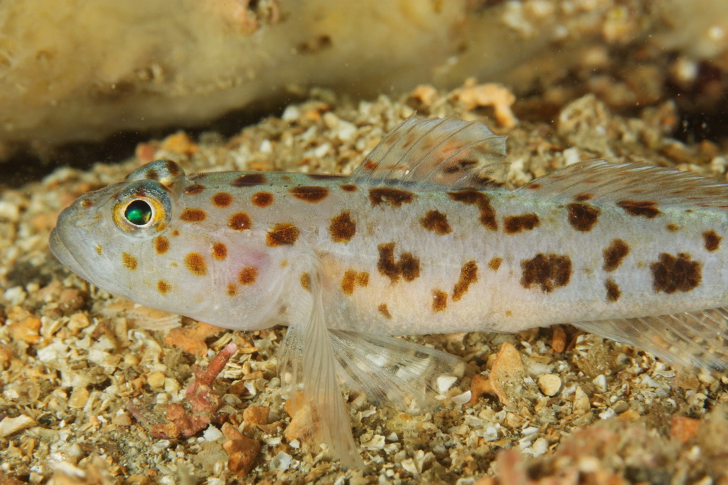 Leopard-spotted Goby