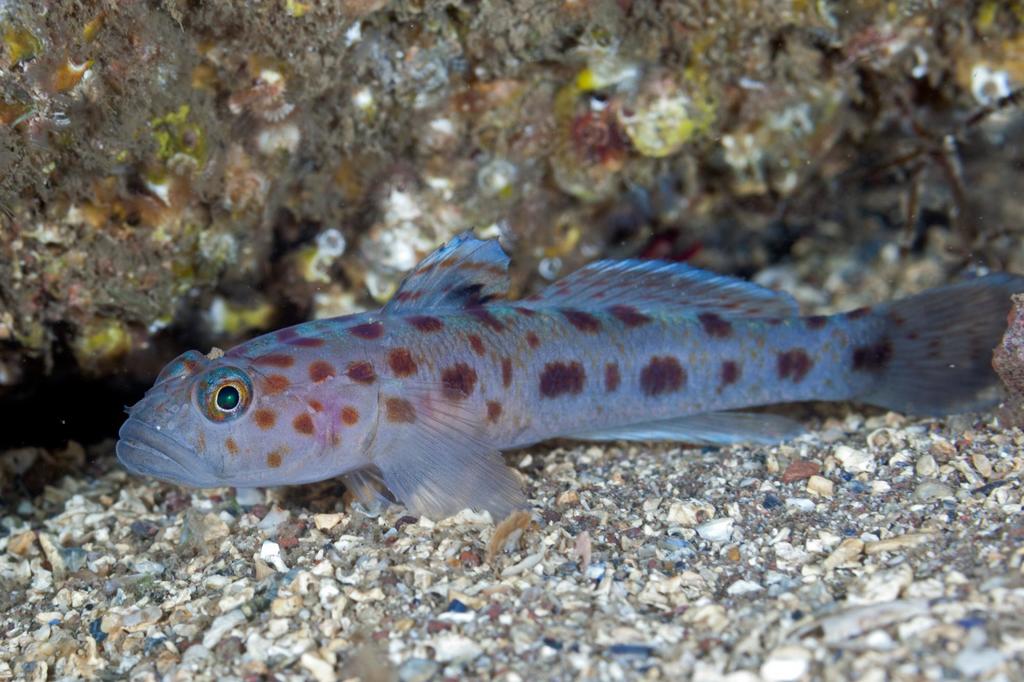 Leopard-spotted Goby