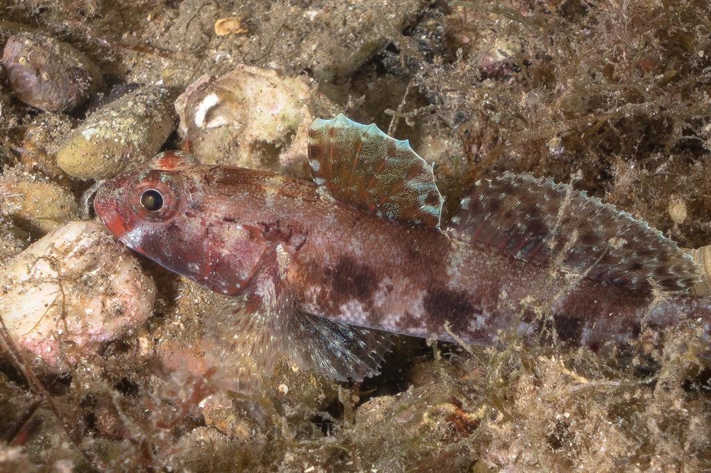 Red-mouthed Goby