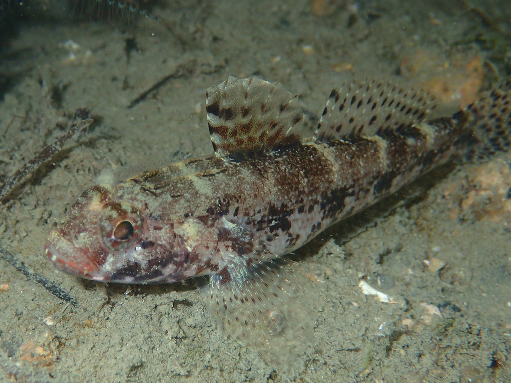 Red-mouthed Goby