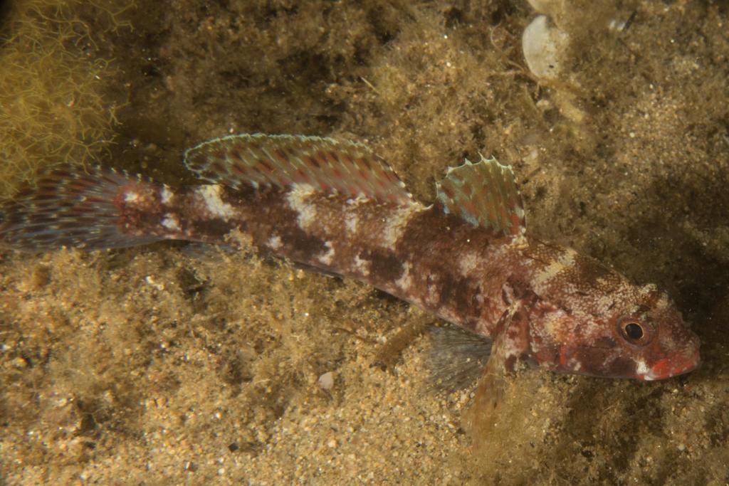 Red-mouthed Goby