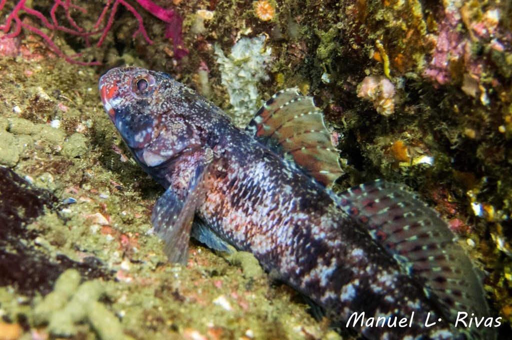 Red-mouthed Goby