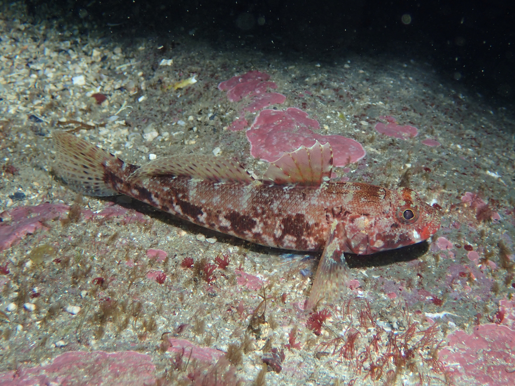Red-mouthed Goby