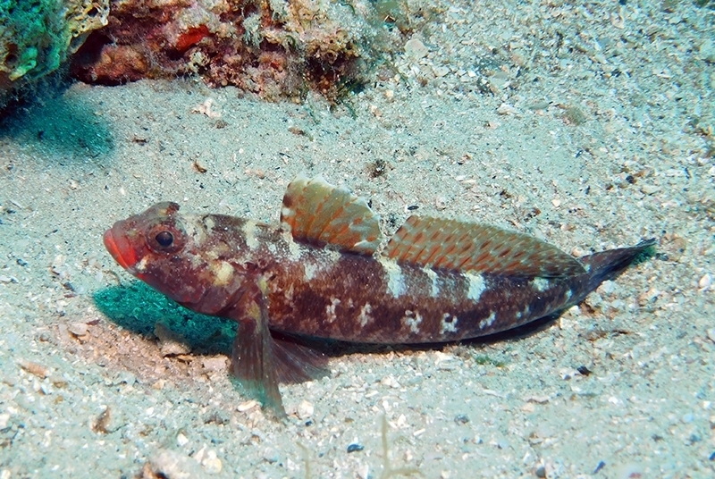 Red-mouthed Goby