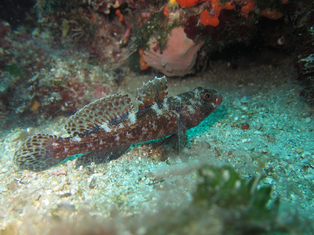 Red-mouthed Goby