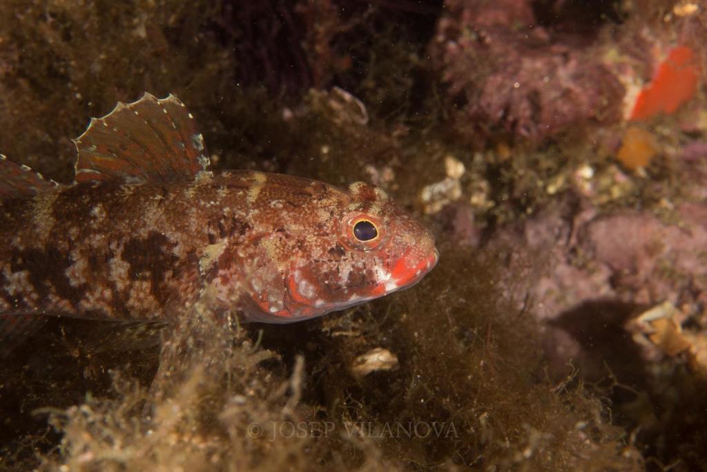 Red-mouthed Goby