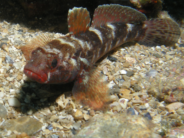 Red-mouthed Goby
