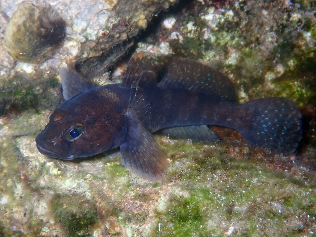 Rock Goby