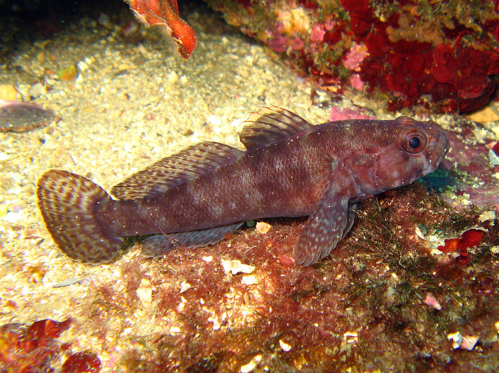 Rock Goby
